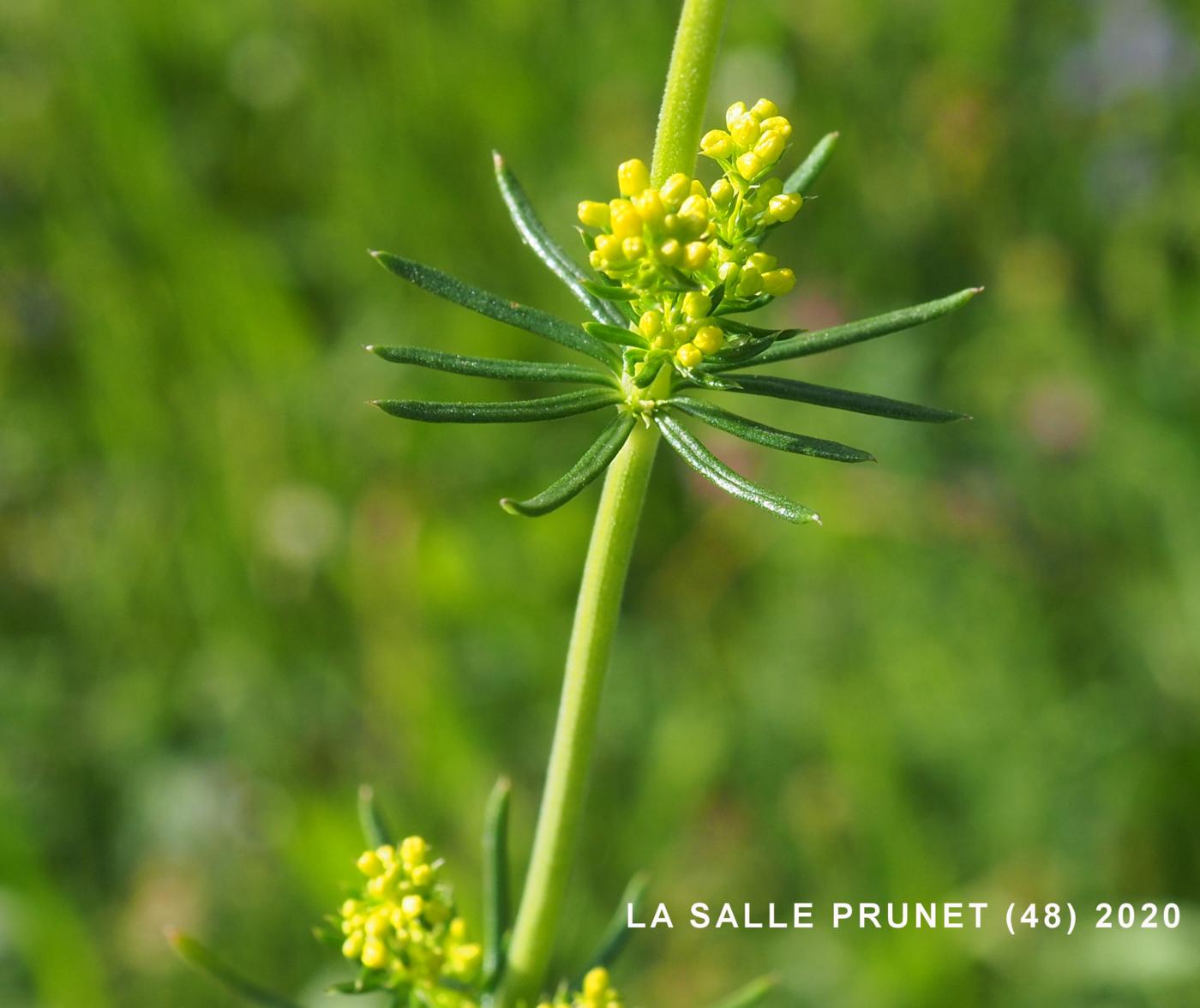 Bedstraw, Lady's leaf